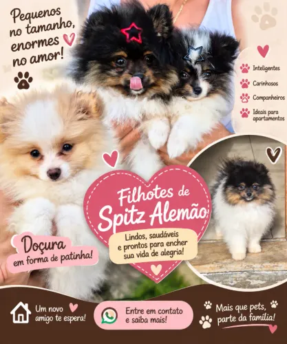 Lulu da Pomerânia - Spitz Alemão