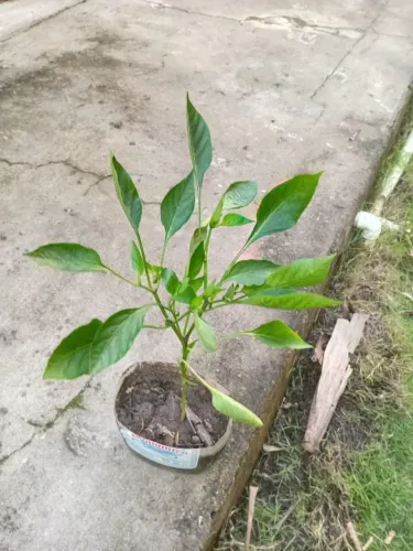 Vende-se mudas de árvores frutíferas ?