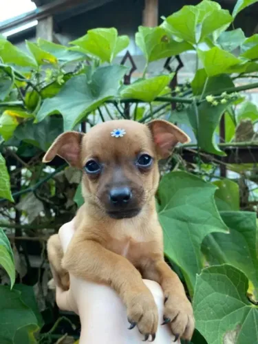 pinscher x chihuahua Respondo pelo 9.9751.6491