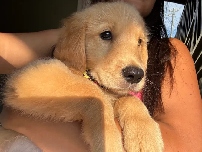 Golden