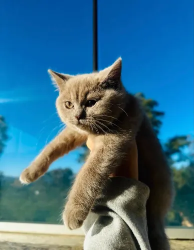 Filhote de British Shorthair Lilac