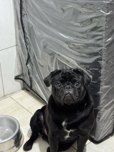 Pug macho