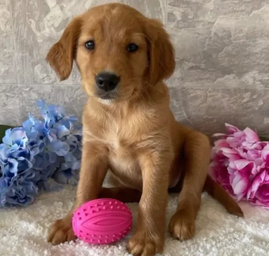Filhotes de Golden Retriever | Encantam desde o primeiro instante!
