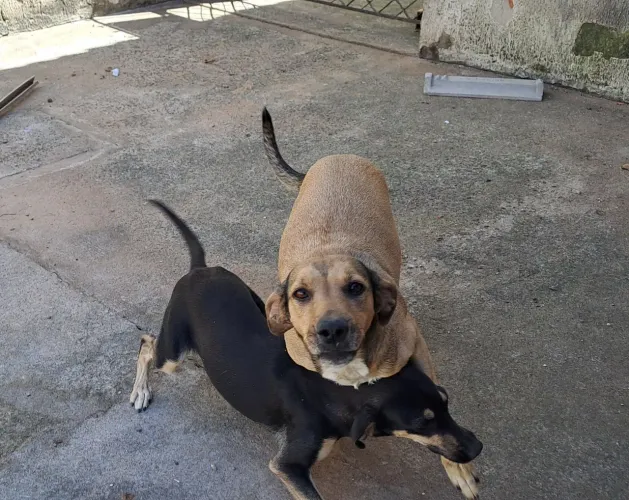CADELINHAS DE PEQUENO E MÉDIO PORTE PARA DOAÇÃO 