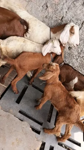 Bode e cabra
