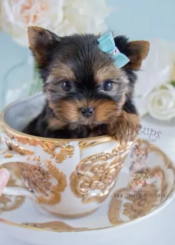 Bebezinho yorkshire miniatura com pelagem densa e super dócil