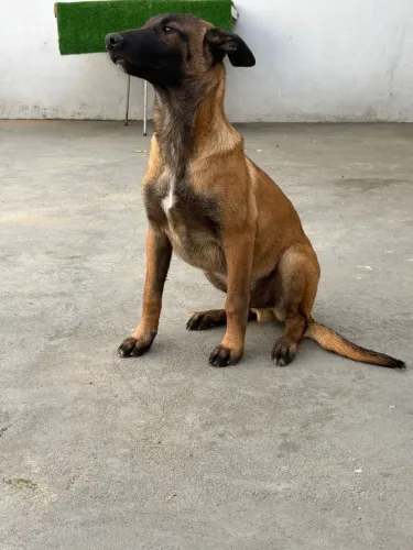 Cachorro Filhote Pastor Belga Malinois 