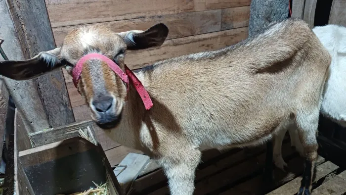 Cabra cabrita