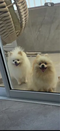 Spitz alemão/ Lulu da pomerania 