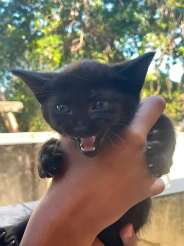 Doação de gatinhos