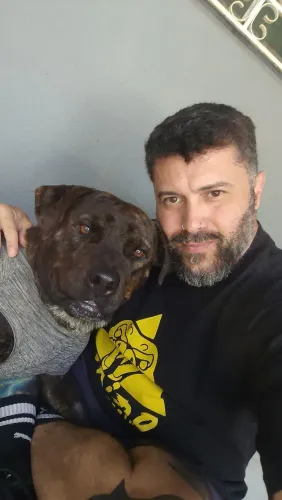 Pitbull fêmea dois anos castrada mancinha