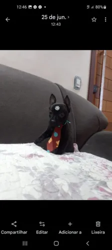 Pinscher Mini macho dois meses minúsculo mega promoção 999 até 12 vezes