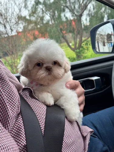 Fêmea shih tzu