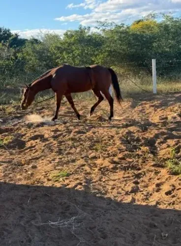 Cavalo