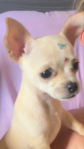 Filhote de Chihuahua Fêmea pelo curto.