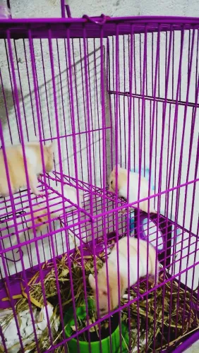 Hamster Sirio