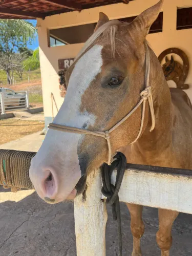 Cavalo Quarto de Milha Palomino 