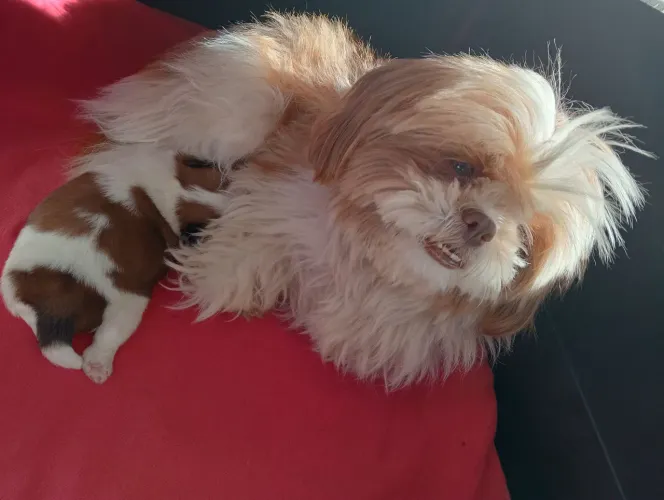 Cachorro raça Shitzu, já disponível