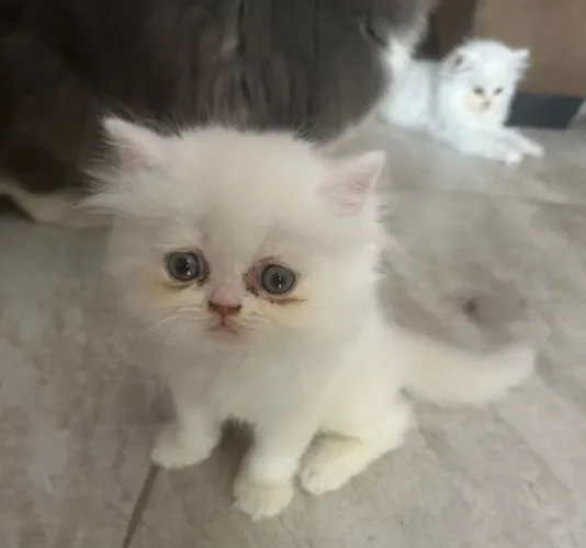 Gatinhos persa 