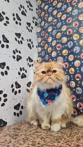 Gato persa macho