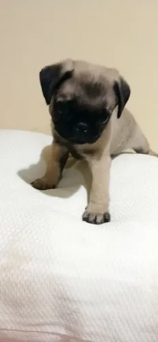 Whindersson filhote de pug