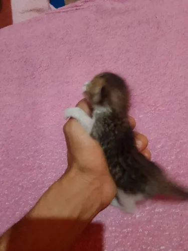 Filhote de gato pra doação