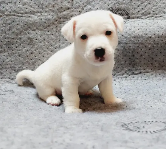 Jack Russel filhote fêmea