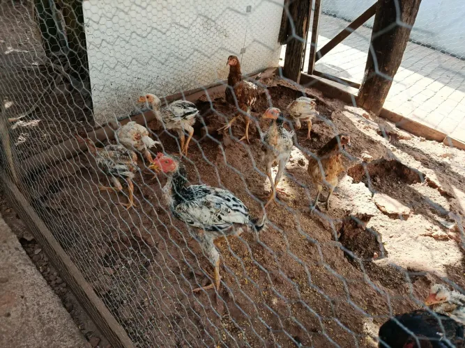 Frango caipira 