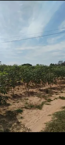Vendo mandioca em casca 