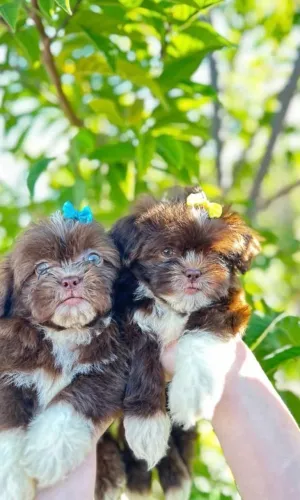 Shih tzu 