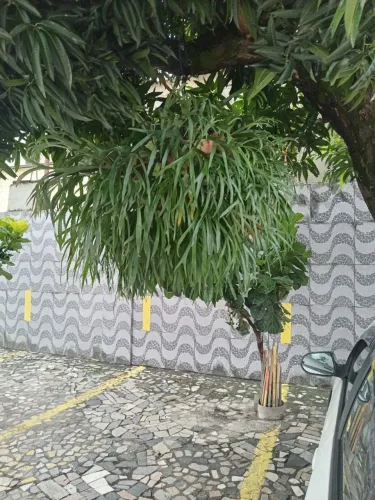 Planta Chifre de Veado