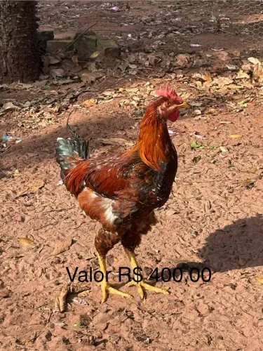 Vendo 