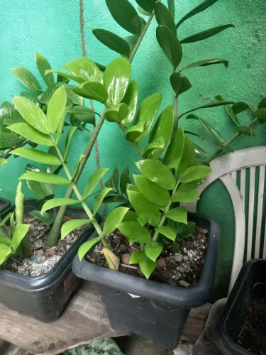 Plantas