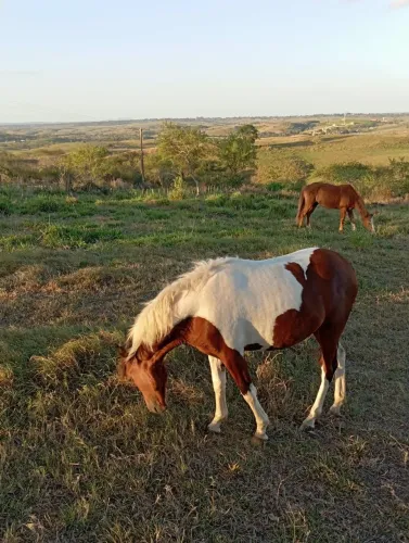 VD Poltra Pampa