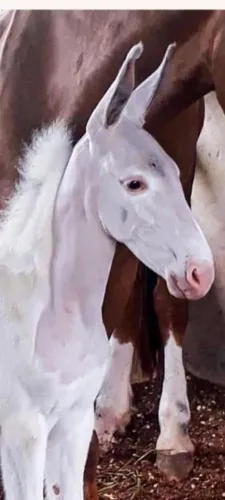 Mula Pampa de Patrão ótima pra cavalgada