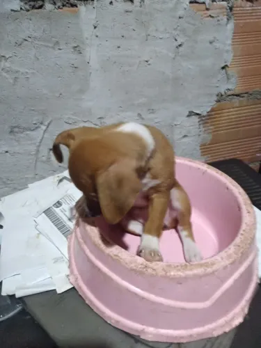 Vende se uma cachorrinha pinche