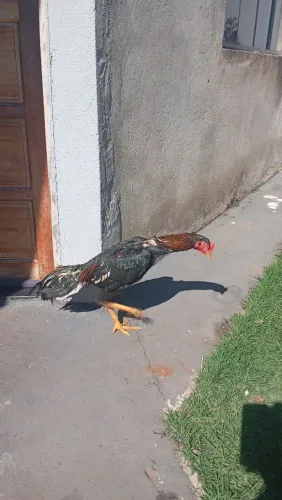 Frango índio