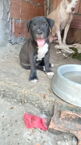 Filhote de pitbull fêmea 