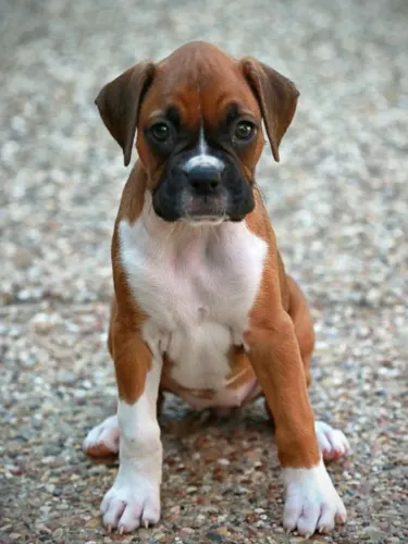 Boxer Carinho que não pede nada