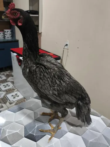 Galinha carioca 