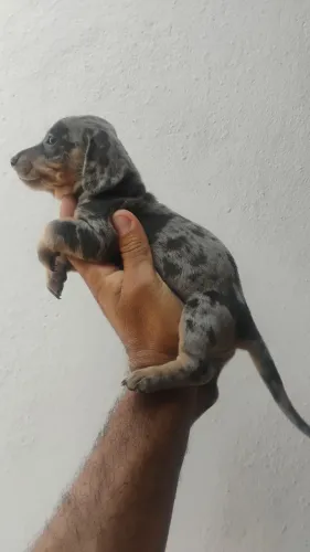 Cofap merly cinza e marrom