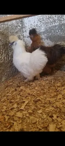 Galinha SEDOSA o casal é esse valor 