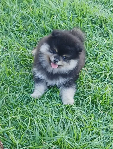 Spitz Alemão 