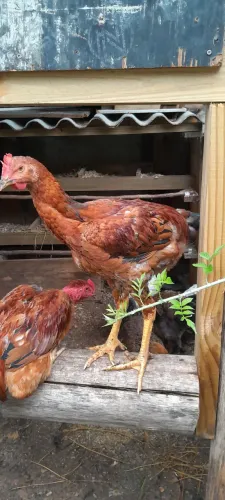 Frangos ( índio, brahma e inglês)