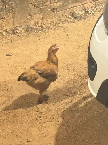 Vendo galinha atentada