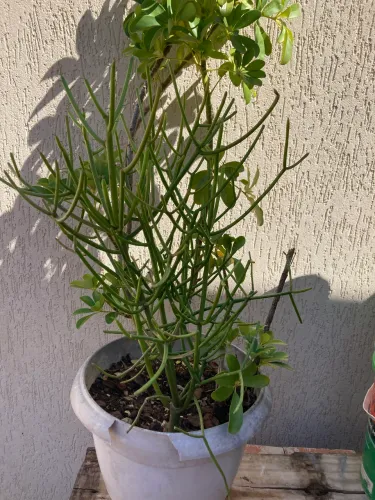 Vendo um pé de avelós , no vaso .  