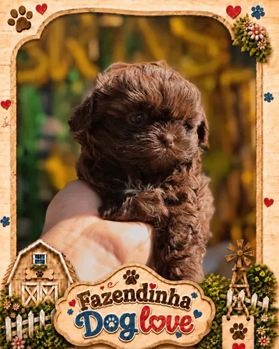 Filhote de poodle machos e fêmeas