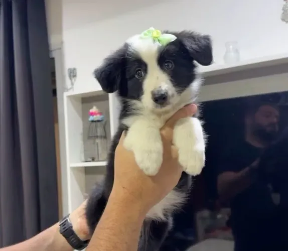 Border collie fêmea em até 18x