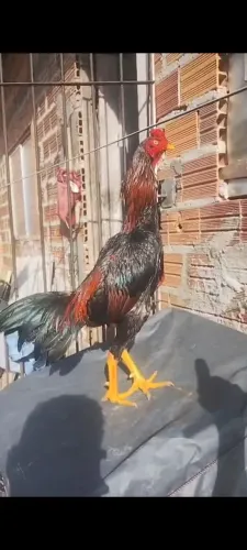 FRANGO MURA