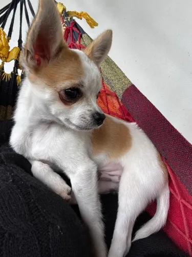 Chihuahua macho miniatura